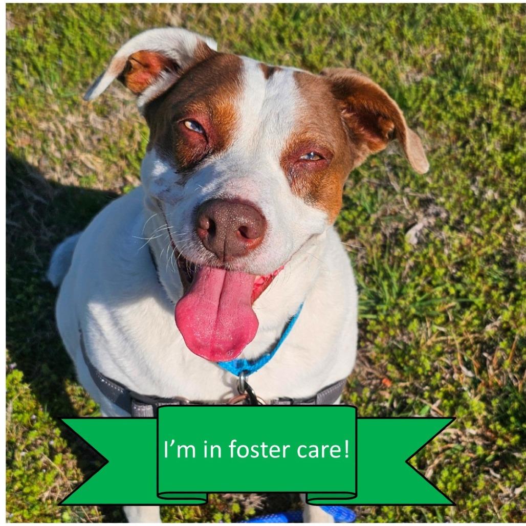 Enlarge Annie, a Adoptable Mixed Breed in Tulsa, OK image 6/6