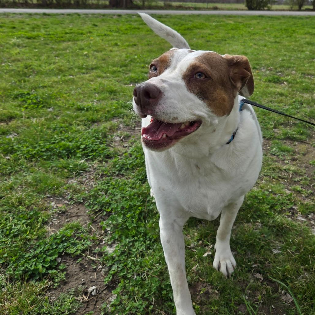 Enlarge Annie, a Adoptable Mixed Breed in Tulsa, OK image 6/6