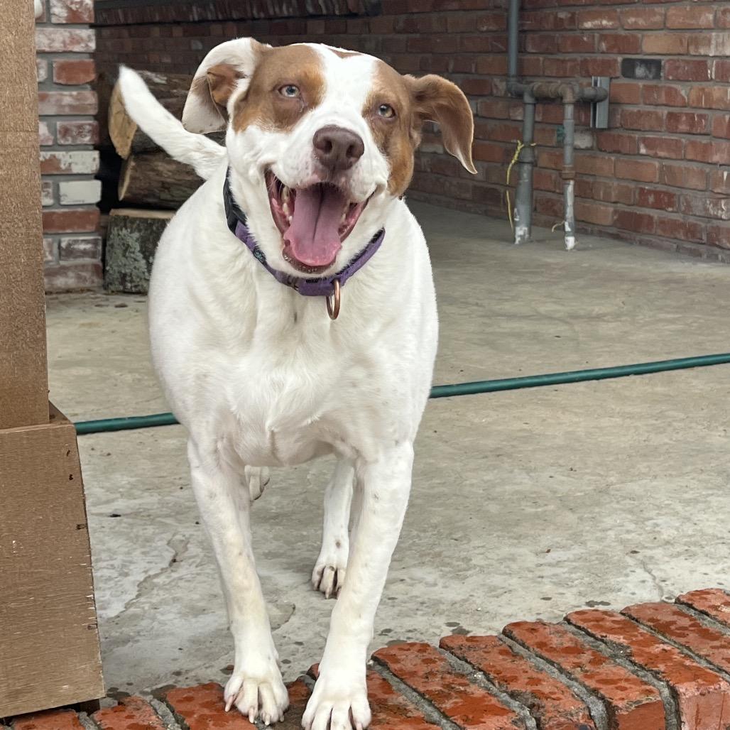 Enlarge Annie, a Adoptable Mixed Breed in Tulsa, OK image 6/6