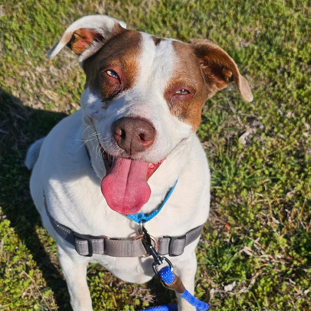 Enlarge Annie, a Adoptable Mixed Breed in Tulsa, OK image 6/6