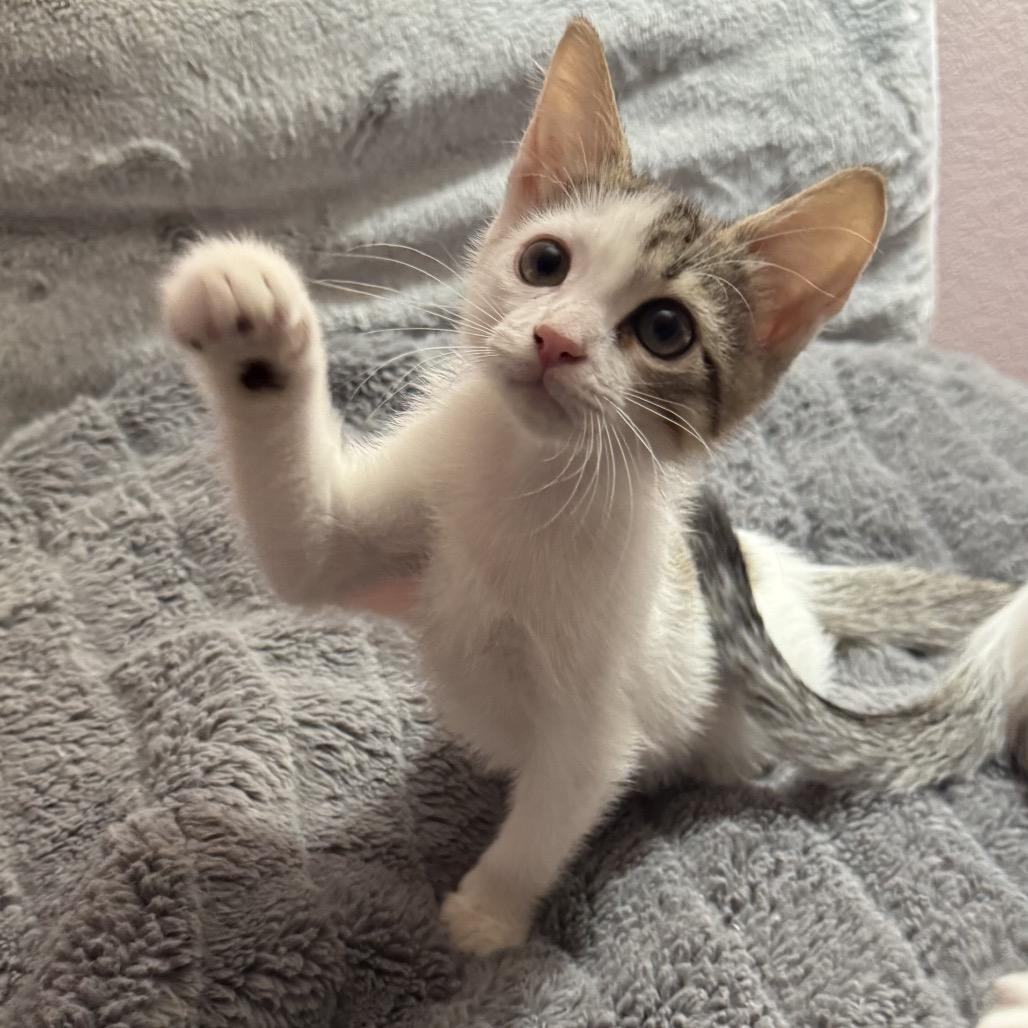 Enlarge Mariana Grajales, a Adoptable Domestic Short Hair in Redwood City, CA image 1/6