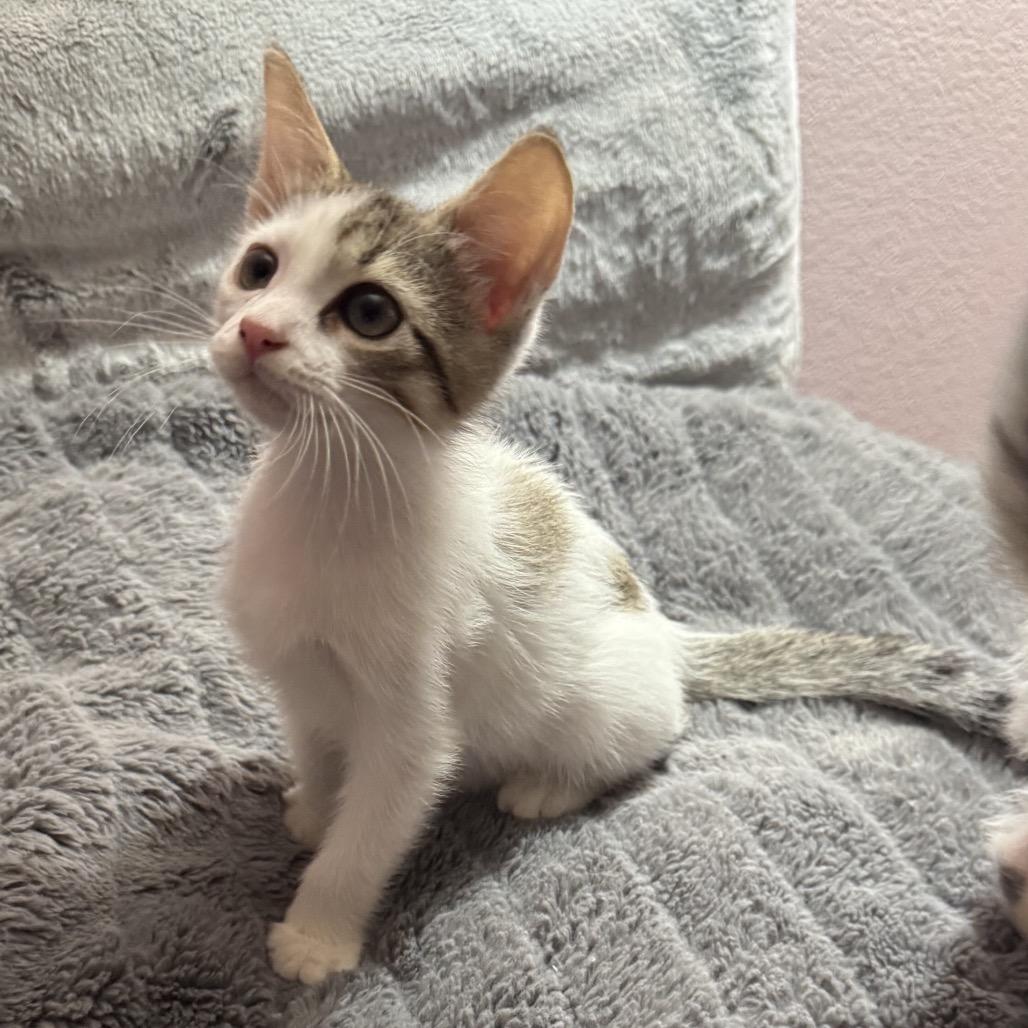 Enlarge Mariana Grajales, a Adoptable Domestic Short Hair in Redwood City, CA image 2/6