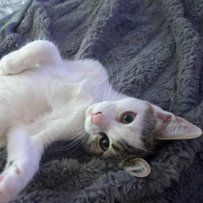 Enlarge Mariana Grajales, a Adoptable Domestic Short Hair in Redwood City, CA image 3/6