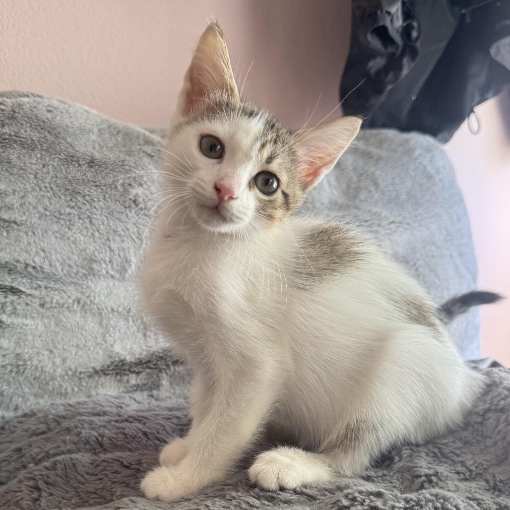 Enlarge Mariana Grajales, a Adoptable Domestic Short Hair in Redwood City, CA image 4/6