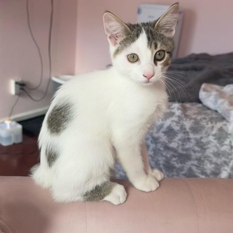 Enlarge Mariana Grajales, a Adoptable Domestic Short Hair in Redwood City, CA image 5/6