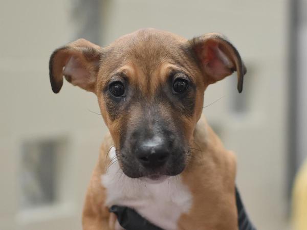 Enlarge Petal, a Adoptable mixed breed in Portland, OR image 1/1