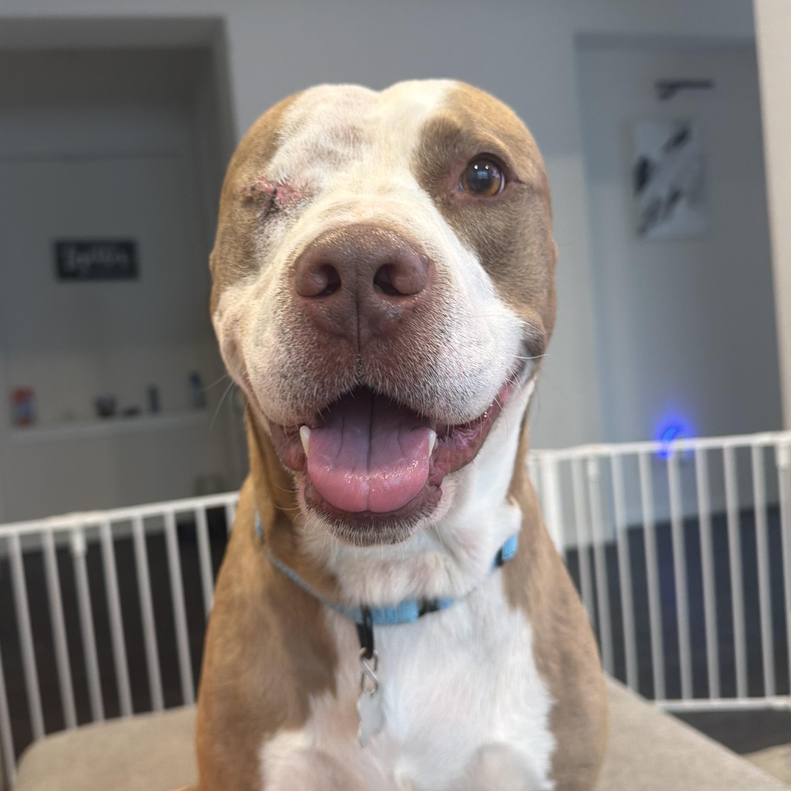 Theodore — thumbnail 3