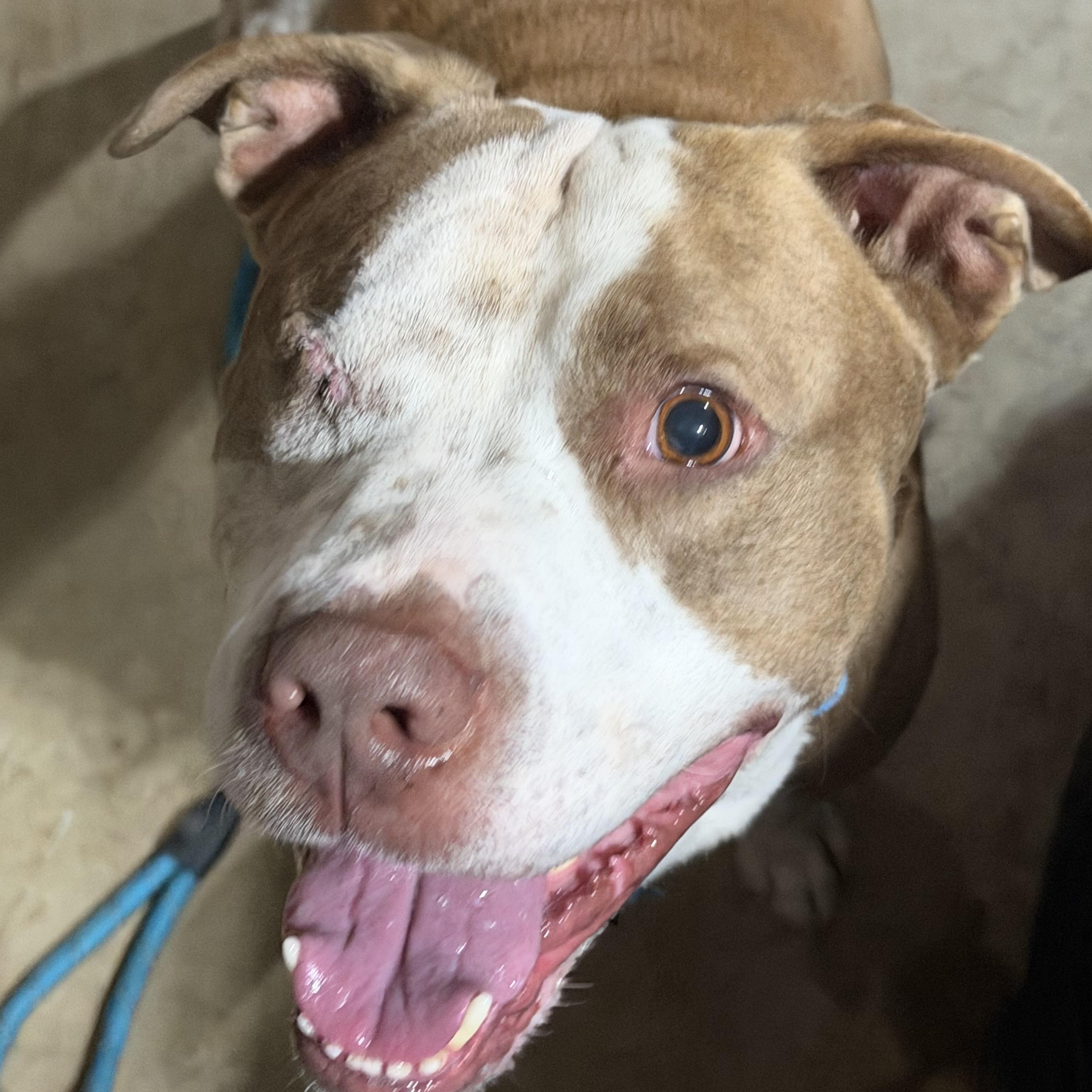 Theodore — thumbnail 4