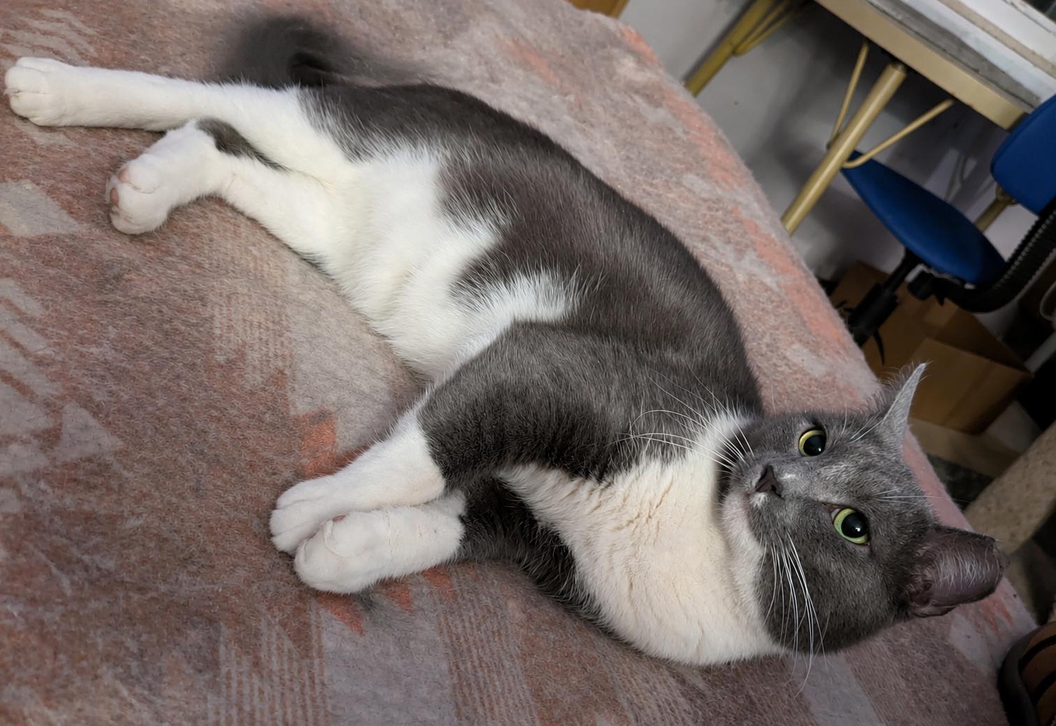 Enlarge Adrian Alexander, a Adoptable Domestic Short Hair in Dublin, OH image 1/3