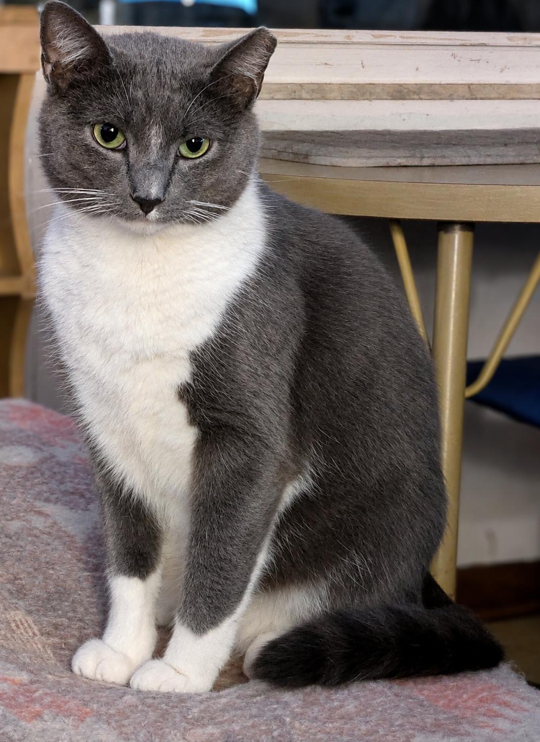 Enlarge Adrian Alexander, a Adoptable Domestic Short Hair in Dublin, OH image 3/3