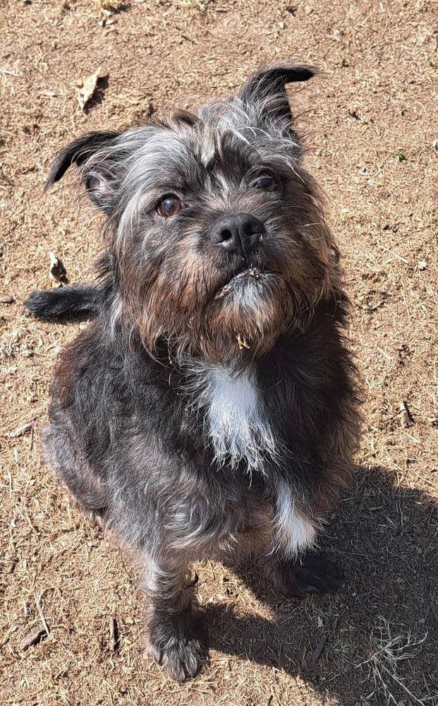 Enlarge Bean, a Adoptable mixed breed in Dorr, MI image 2/5