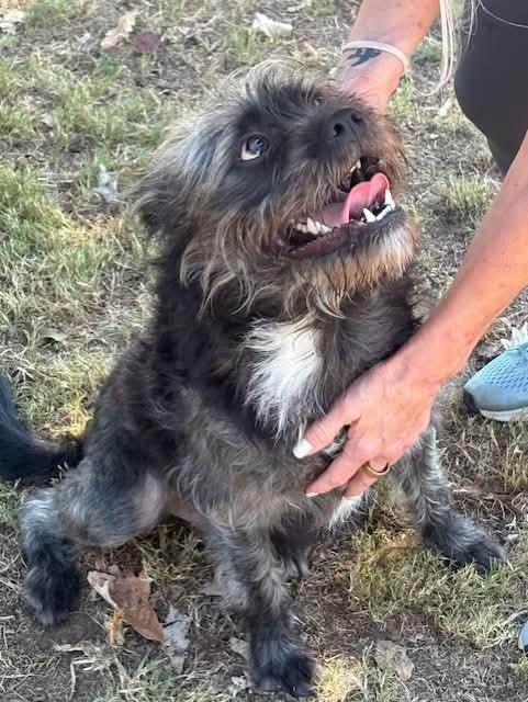 Enlarge Bean, a Adoptable mixed breed in Dorr, MI image 3/5