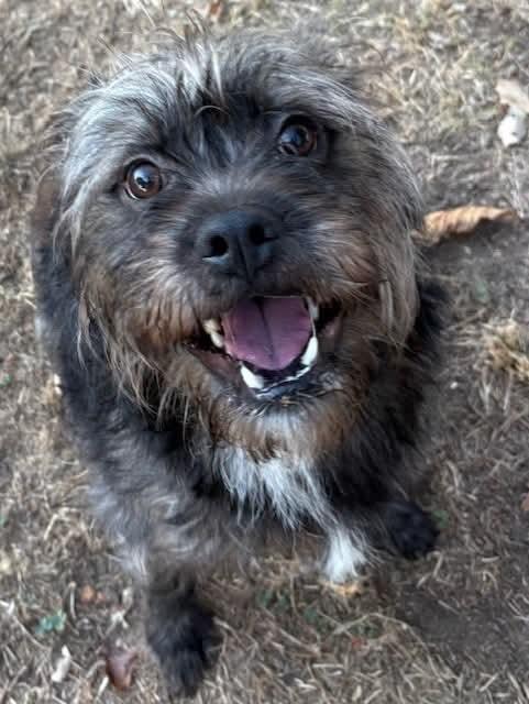 Enlarge Bean, a Adoptable mixed breed in Dorr, MI image 4/5