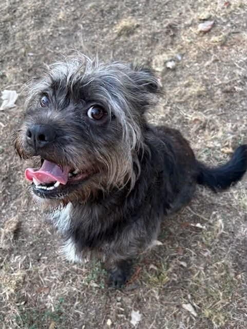 Enlarge Bean, a Adoptable mixed breed in Dorr, MI image 5/5