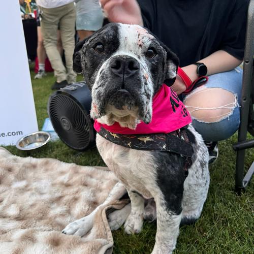 John John, Adoptable, Young Male English Bulldog.