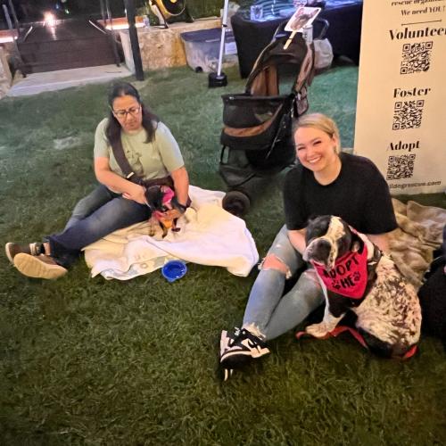John John, a Adoptable English Bulldog in Austin, TX image 2/5