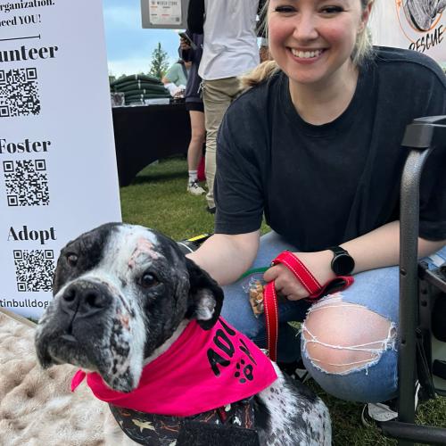 John John, a Adoptable English Bulldog in Austin, TX image 3/5