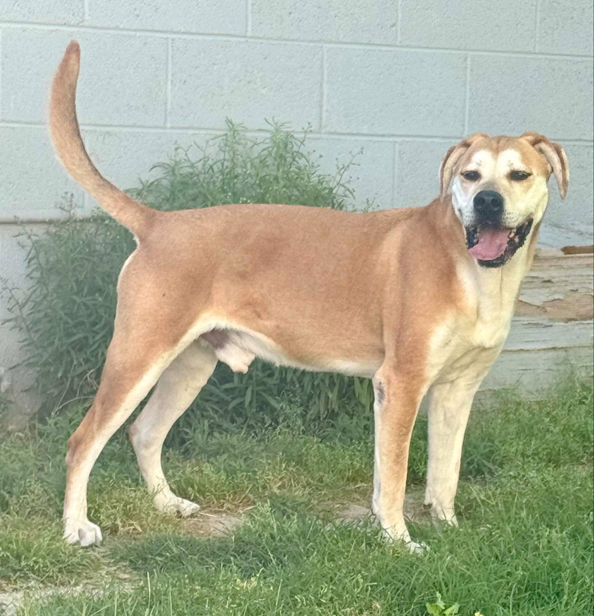Sherlock, a Adoptable mixed breed in Las Vegas, NV image 2/2
