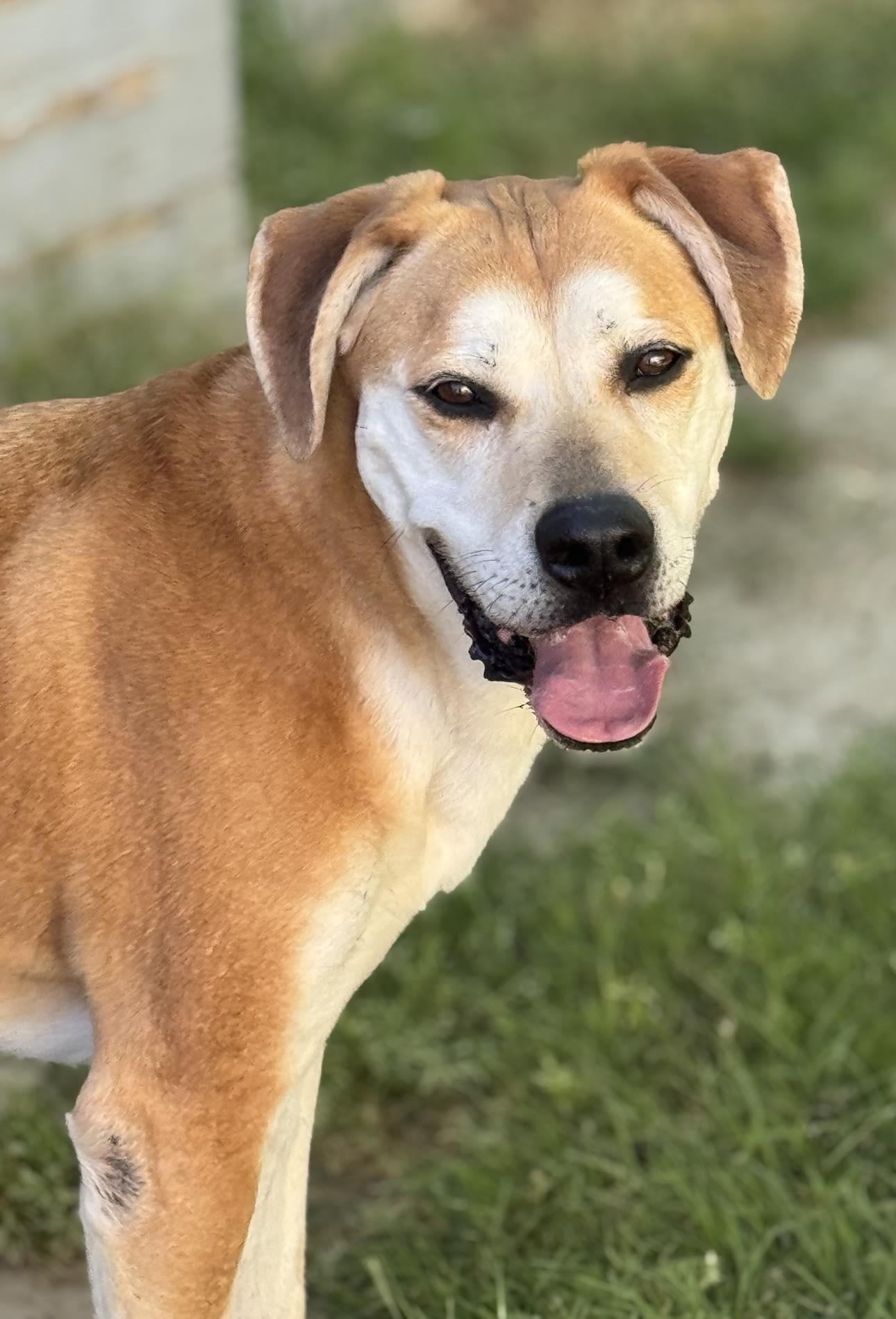 Sherlock, a Adoptable mixed breed in Las Vegas, NV image 1/2