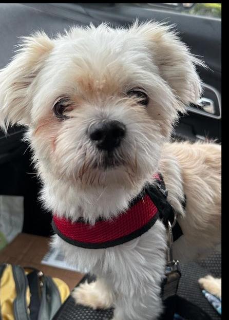Buddy, Adoptable, Young Male Maltese & Shih Tzu.