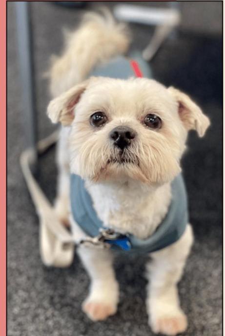 Buddy, a Adoptable mixed breed in Huntington, NY image 2/3