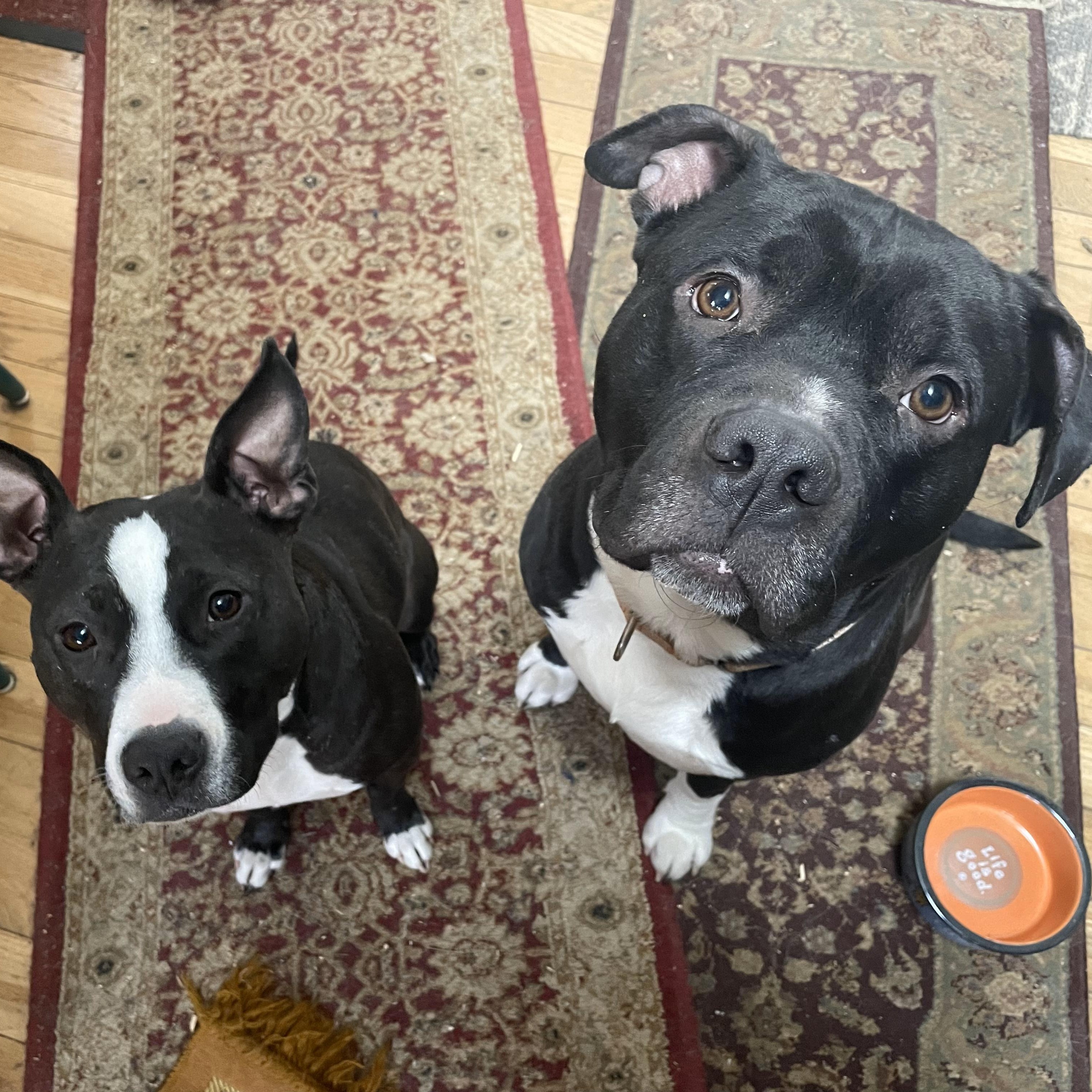 Zeppelin, an adoptable Pit Bull Terrier in Manistique, MI, 49854 | Photo Image 4