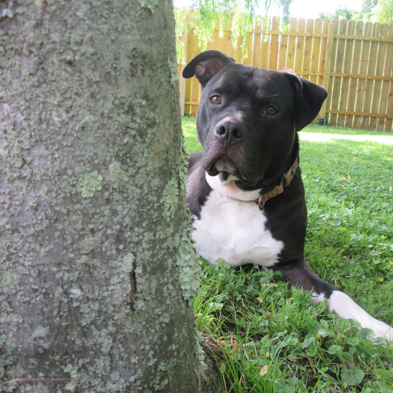 Zeppelin, an adoptable Pit Bull Terrier in Manistique, MI, 49854 | Photo Image 1