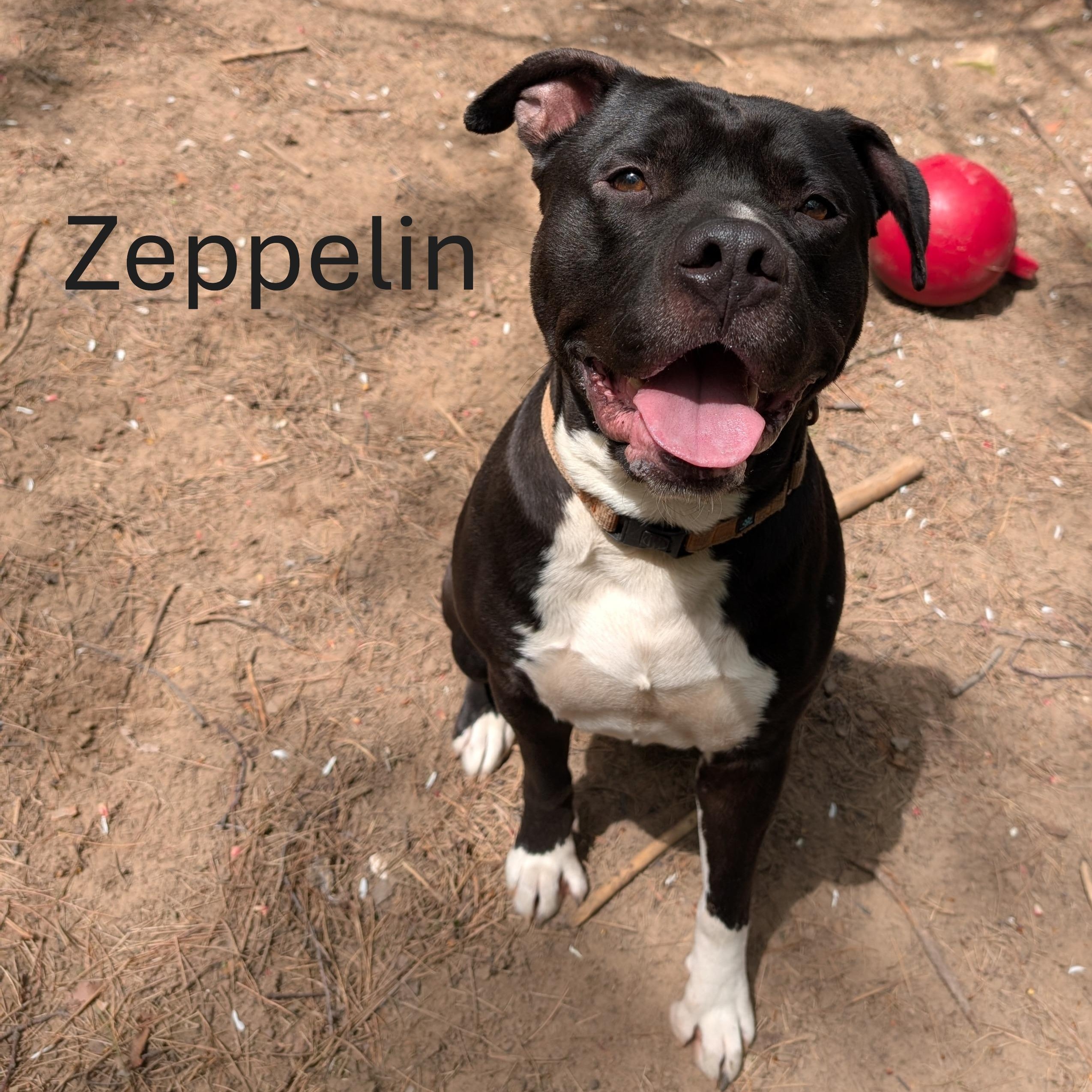 Zeppelin, an adoptable Pit Bull Terrier in Manistique, MI, 49854 | Photo Image 5