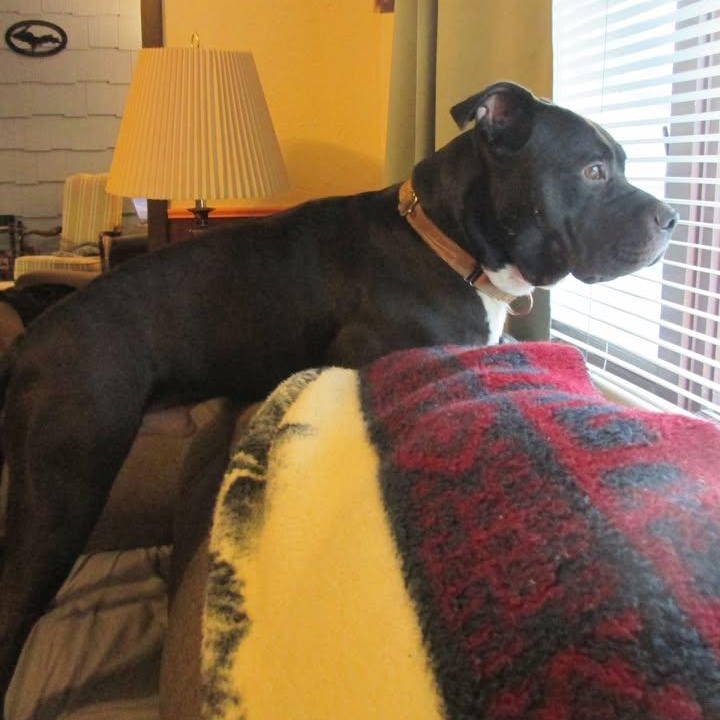 Zeppelin, an adoptable Pit Bull Terrier in Manistique, MI, 49854 | Photo Image 2