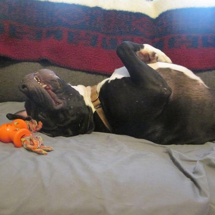 Zeppelin, an adoptable Pit Bull Terrier in Manistique, MI, 49854 | Photo Image 3