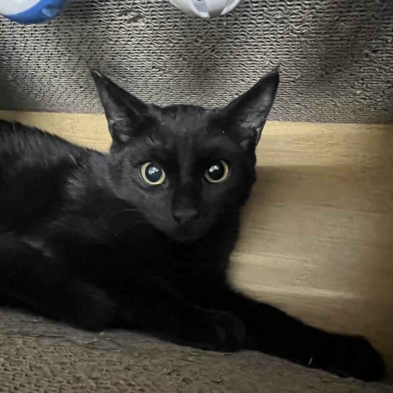 Drew, Adoptable, Young Male Domestic Short Hair.