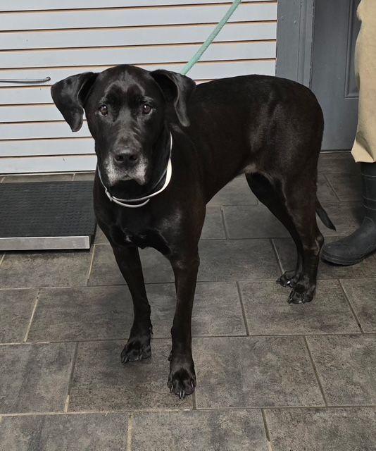 Hazel, ADOPTABLE, Young Female Great Dane.