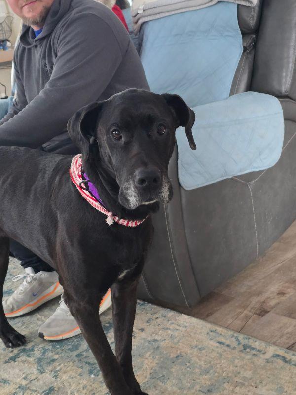 Enlarge Athena, an adopted Great Dane in Martinsburg, WV image 2/3