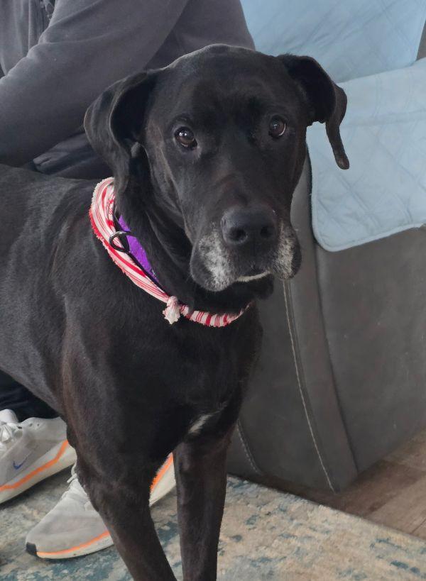 Enlarge Athena, an adopted Great Dane in Martinsburg, WV image 3/3