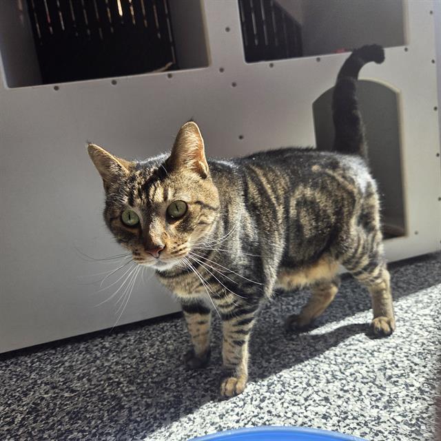 HOMER, Adoptable, Adult Male Domestic Short Hair.