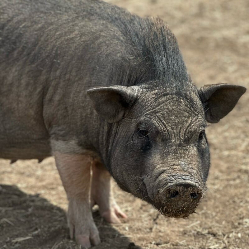 Enlarge PomPom, a Adoptable Vietnamese Pot Bellied in Ramona, CA image 1/1