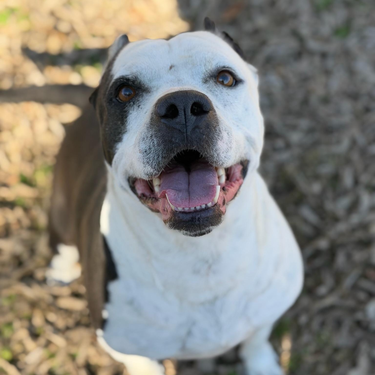 Enlarge Chubby, a ADOPTABLE mixed breed in Sherman, TX image 1/3