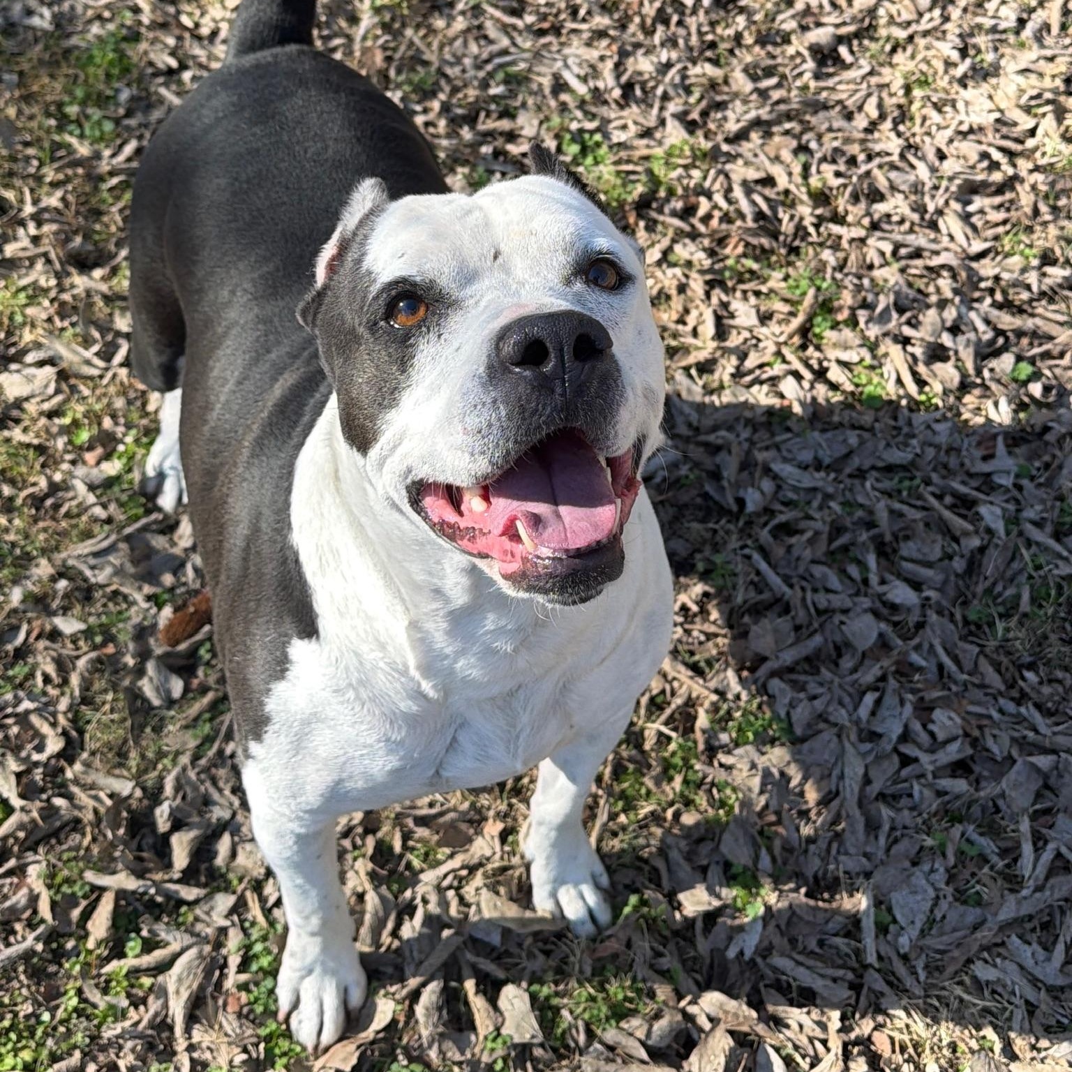Enlarge Chubby, a ADOPTABLE mixed breed in Sherman, TX image 3/3