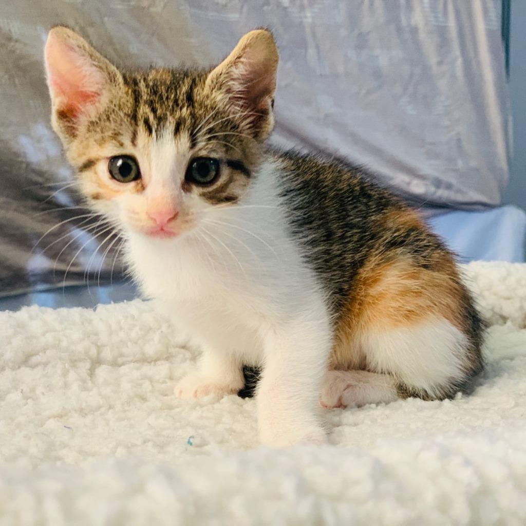Cocomelon, Adopted, Young Female Calico.