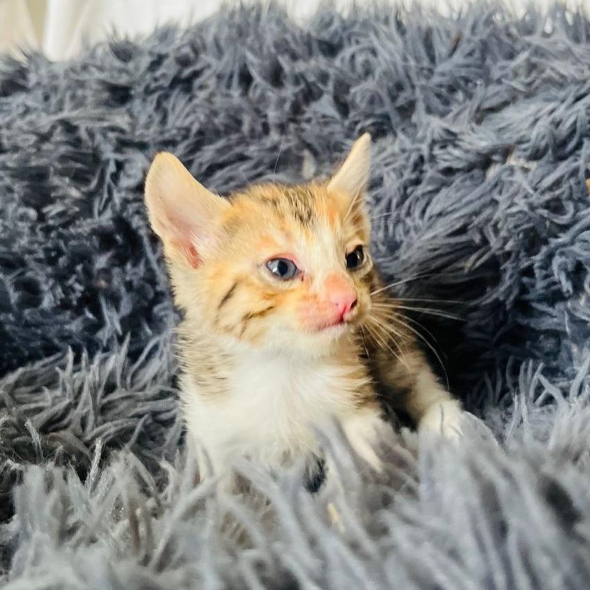 Enlarge Cocomelon, a Adopted Calico in San Juan de Abajo, NAY image 2/4