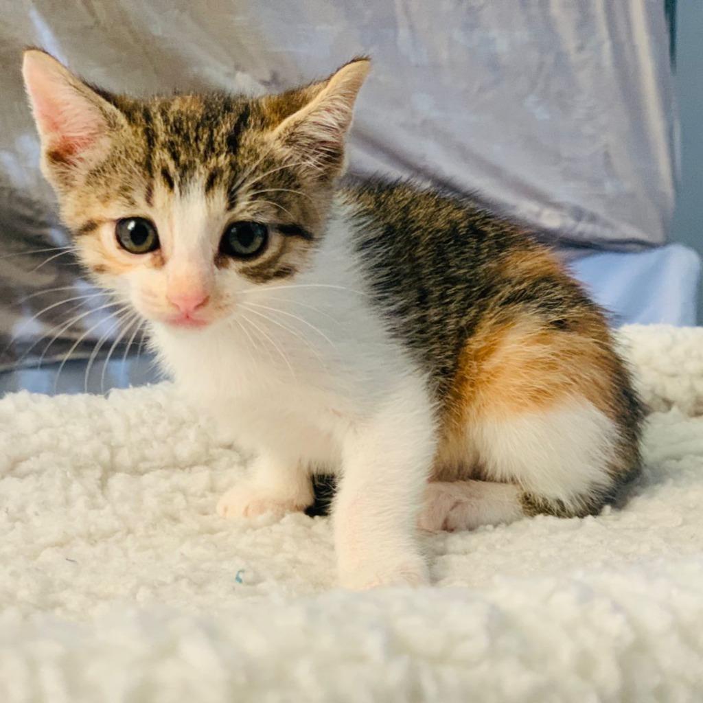 Enlarge Cocomelon, a Adopted Calico in San Juan de Abajo, NAY image 3/4