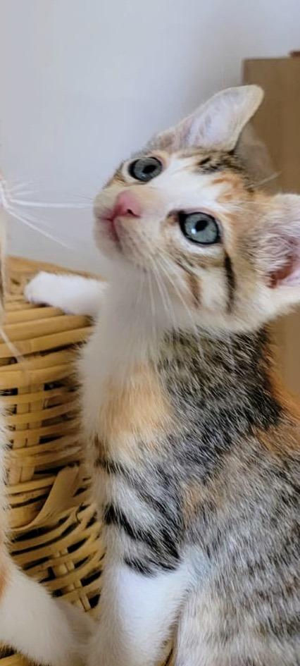 Enlarge Cocomelon, a Adopted Calico in San Juan de Abajo, NAY image 4/4