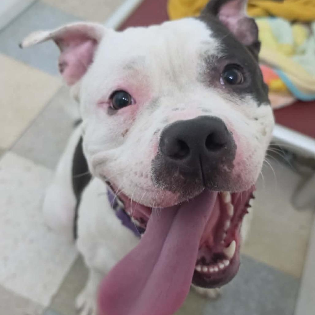 TUX, Adoptable, Adult Male American Staffordshire Terrier.