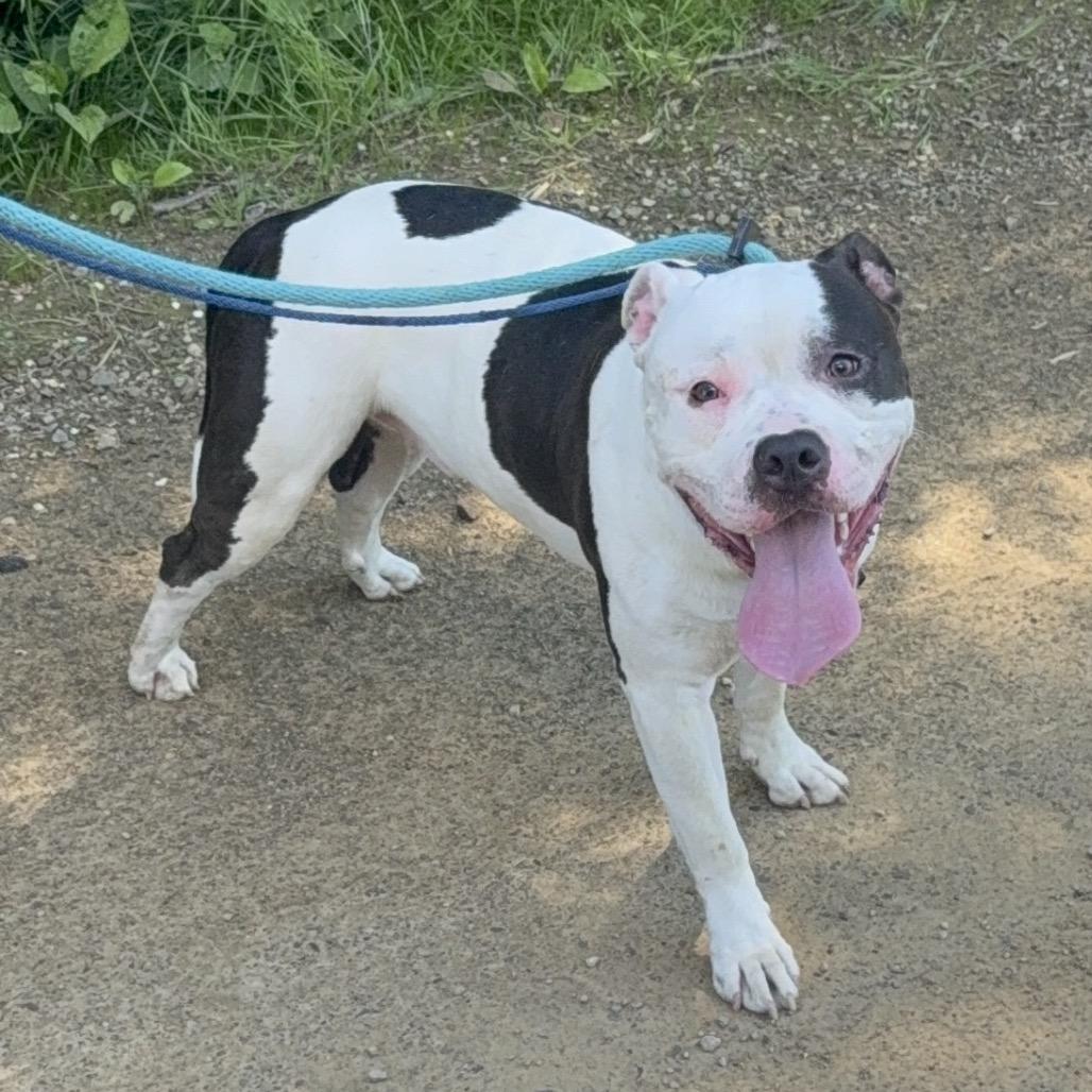 Enlarge TUX, a Adoptable American Staffordshire Terrier in Union City, PA image 3/6