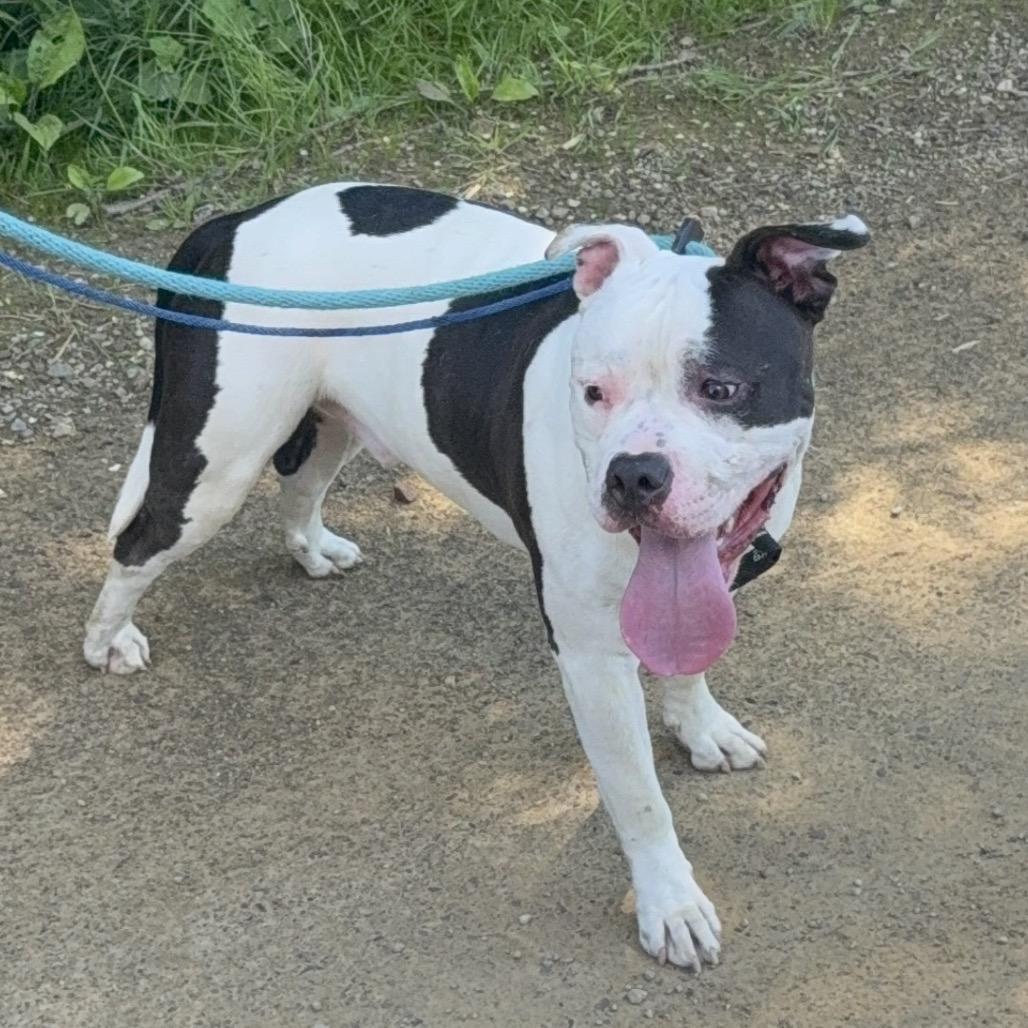 Enlarge TUX, a Adoptable American Staffordshire Terrier in Union City, PA image 5/6