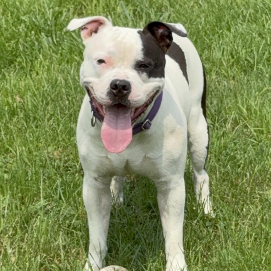 Enlarge TUX, a Adoptable American Staffordshire Terrier in Union City, PA image 6/6