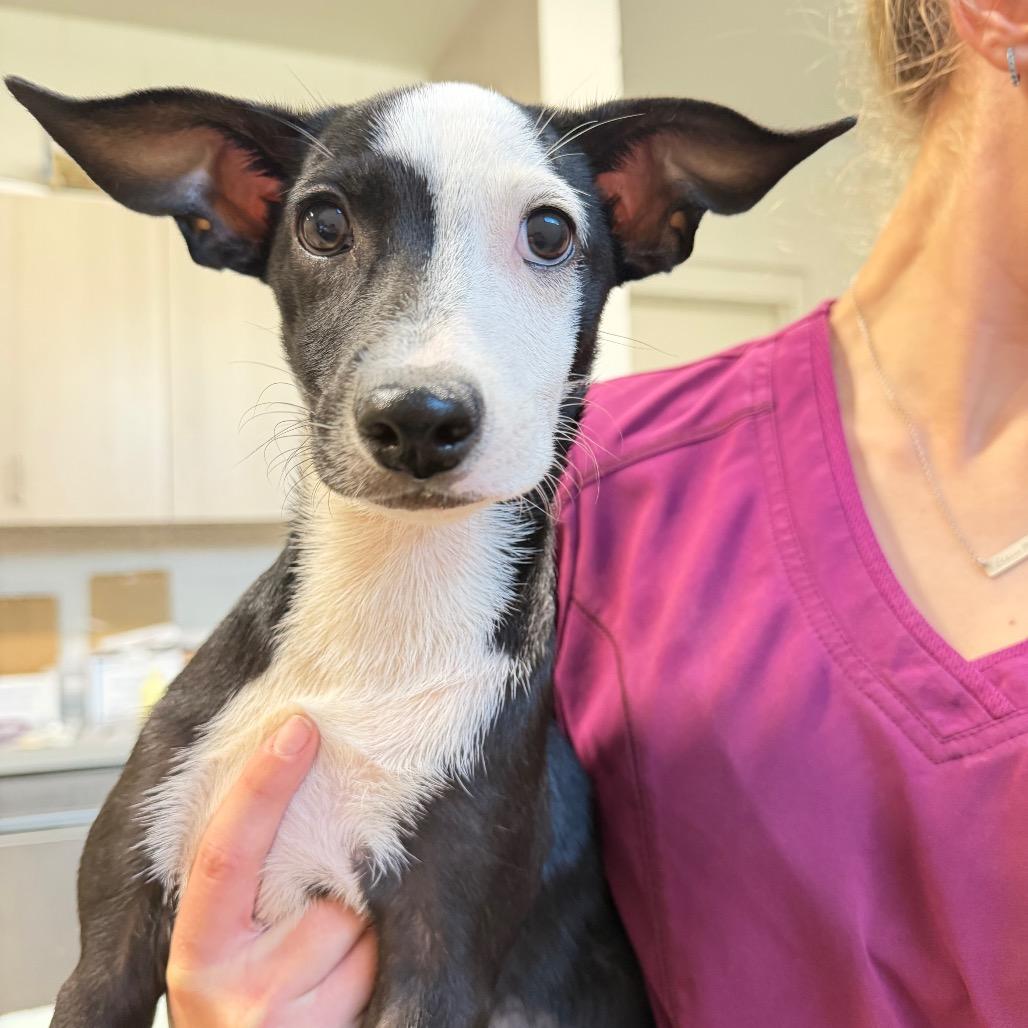 Enlarge Agatha, a Adoptable Mixed Breed in Englewood, FL image 1/1