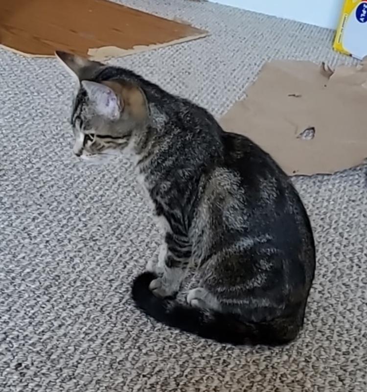 Sissy, Adoptable, Kitten Female Domestic Short Hair.