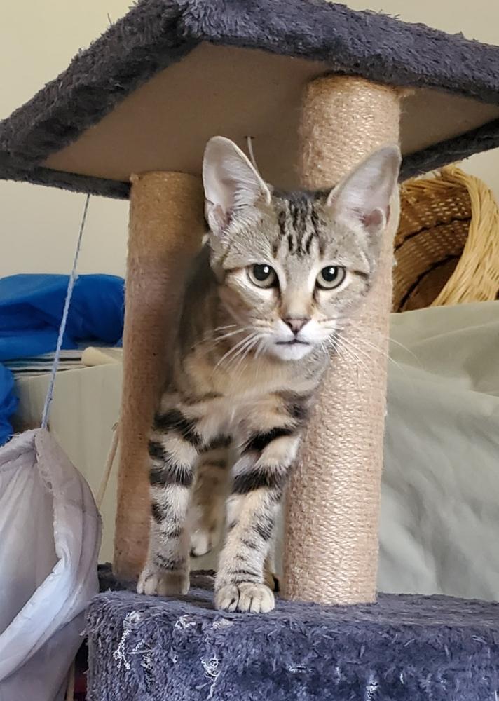 Sissy, a Adoptable mixed breed in South Bend, IN image 2/6