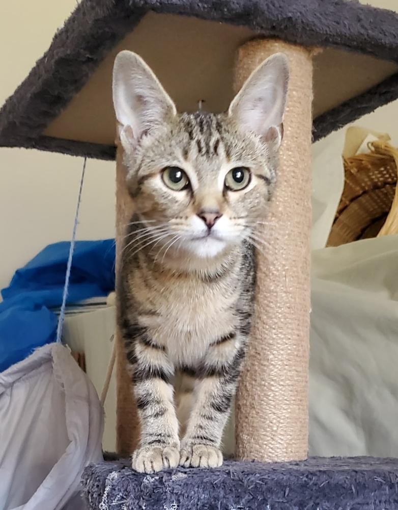 Sissy, a Adoptable mixed breed in South Bend, IN image 3/6